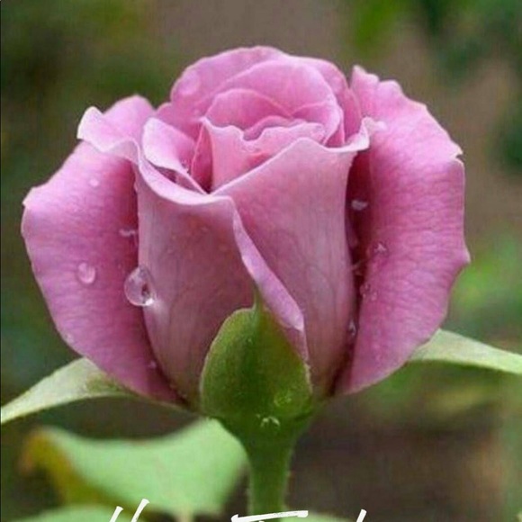 Meet your Posher, Lynne - Picture 1 of 2